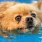 Lulu da Pomerania com pelo amarelo nadando em uma piscina 85x85