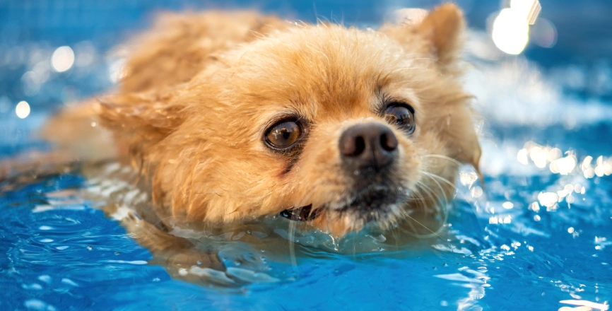 Lulu da Pomerânia com pelo amarelo nadando em uma piscina