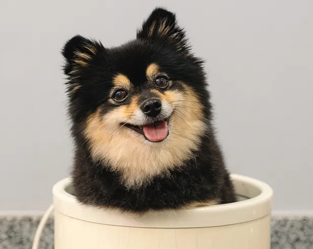 Cachorro fofo na Vetspa