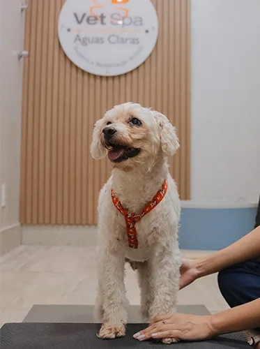 Cachorro fazendo reabilitação em águas Claras