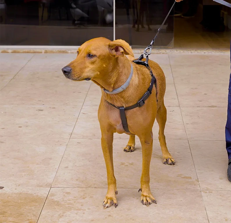 Cachorro na unidade Asa norte