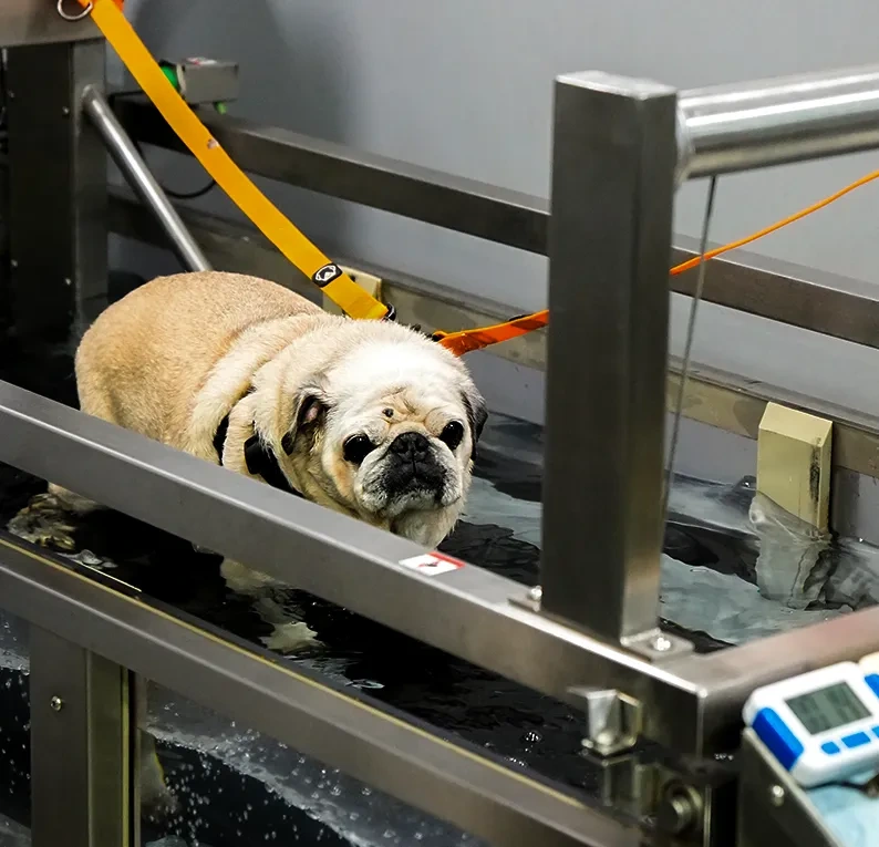 Cachorro recebendo atendimento na unidade Jardim Botânico