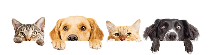 Fundo em branco com recortes dos cachorros