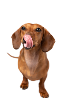 Cachorro VetSpa