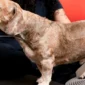fisioterapia veterinaria 85x85