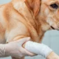 cachorro mancando mas nao chora 85x85